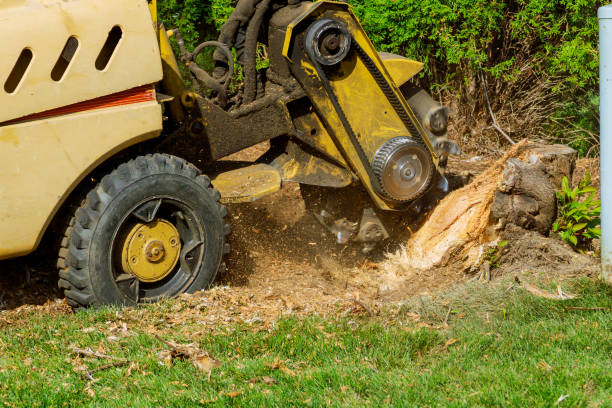 Best Lawn Grading and Leveling  in Leachville, AR