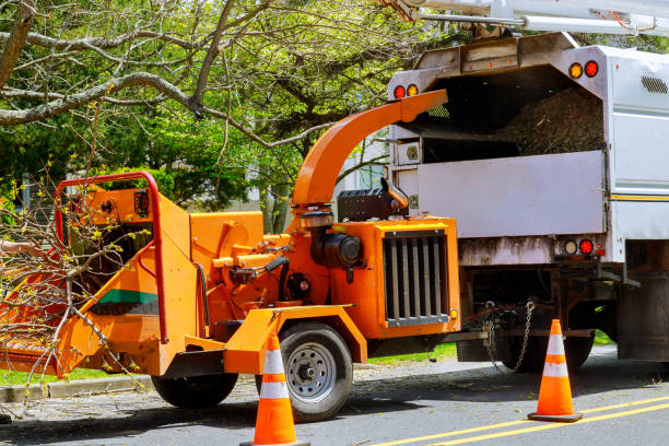 Best Stump Grinding and Removal  in Leachville, AR